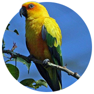 54ef62f1a6b9136d2c14c3d1_img_circle_passaro.png